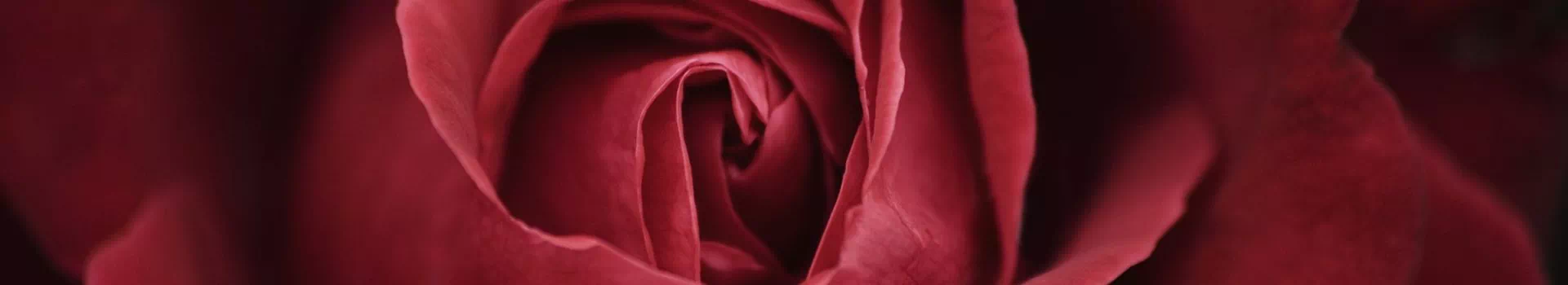 czerwona róża - banner